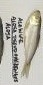 Alosa pseudoharengus