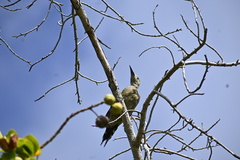 Melanerpes superciliaris