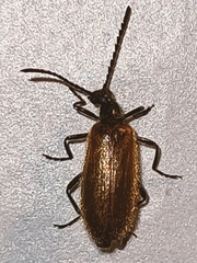 Lagria hirta