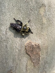 Laphria affinis