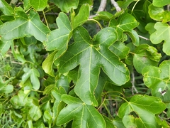 Liquidambar styraciflua