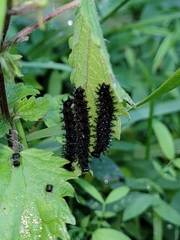 Nymphalini