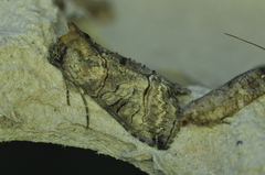 Abrostola urentis
