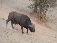 Syncerus caffer caffer