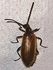 Lagria hirta