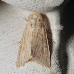 Denticucullus pygmina