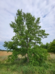 Liquidambar styraciflua