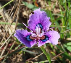 Moraea villosa