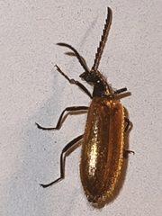 Lagria hirta