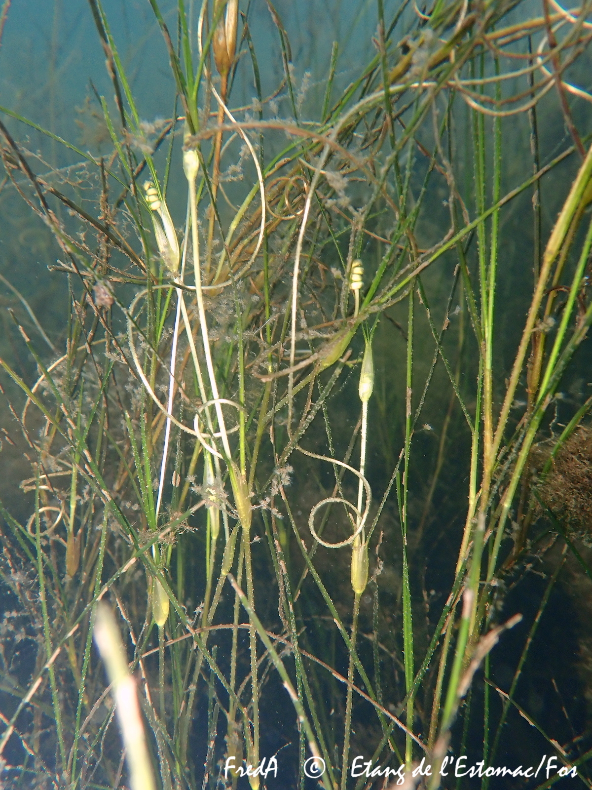 Ruppia cirrhosa