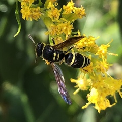 Ancistrocerus catskill