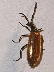 Lagria hirta