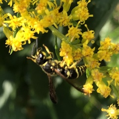 Ancistrocerus catskill