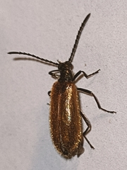 Lagria hirta