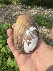 Ortmanniana ligamentina