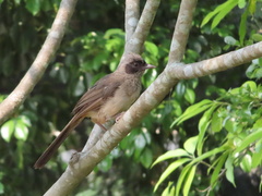 Pterorhinus perspicillatus