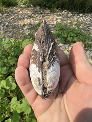 Ortmanniana ligamentina