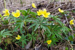 Anemonoides uralensis