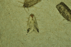 Maliattha synochitis