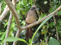 Pterorhinus perspicillatus