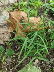 Muhlenbergia schreberi