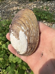 Ortmanniana ligamentina