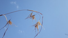 Themeda