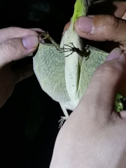 Draco
