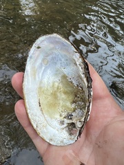 Ortmanniana ligamentina