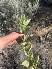 Asclepias erosa