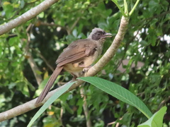 Pterorhinus perspicillatus