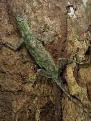 Draco