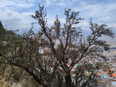 Polylepis