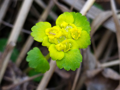 Chrysosplenium alternifolium