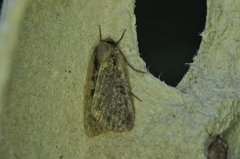 Eueretagrotis attentus