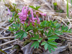Corydalis solida