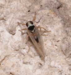 Laodelphax striatella