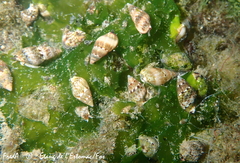 Tritia corniculum