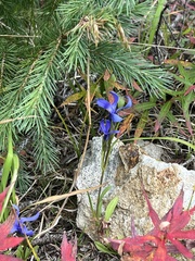 Gentianopsis