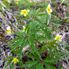 Anemonoides uralensis