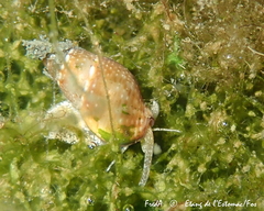 Tritia corniculum
