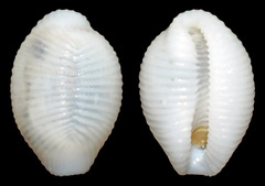 Trivirostra hordacea