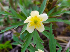 Anemonoides uralensis