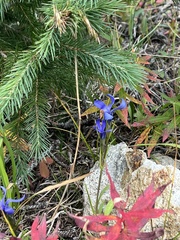 Gentianopsis