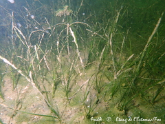 Zostera noltei