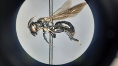 Andrenidae