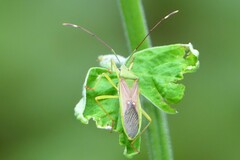 Homoeocerus graminis