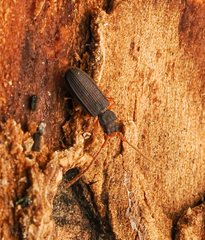 Uleiota debilis