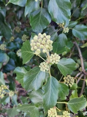 Hedera helix