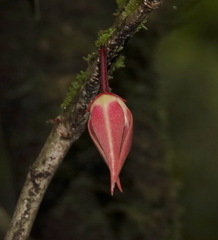 Goniothalamus roseus